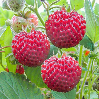 Jahoda Framberry obrázek 1