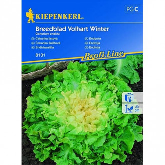 Čekanka listová Breedblad Volhart Winter obrázek 1