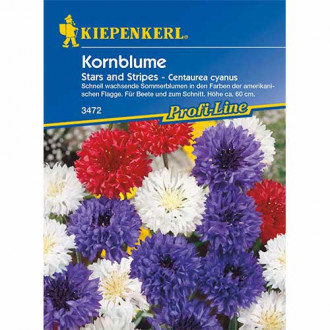 Chrpa modrá Stars And Stripes obrázek 15