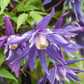 Clematis Blue Surprise, С2 obrázek 1