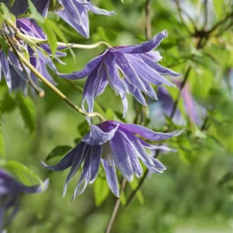Clematis Cecile, С2 obrázek 2