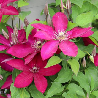 Clematis Expander, С2 obrázek 2