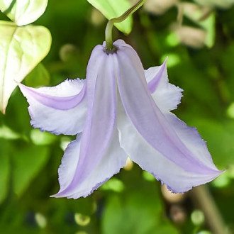 Clematis Fairy Slippers, С2 obrázek 3