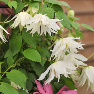 Clematis Luminous® Snow, С2 obrázek 1