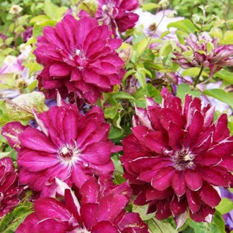 Clematis Red Star, С2 obrázek 2