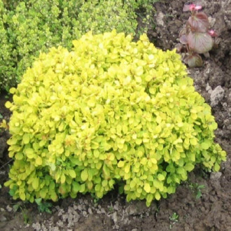 Dřišťál Thunbergův Goldalita