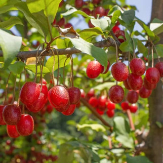 Elaeagnus umbellata Pointilla Sweet'N'Sour®, С2 fotografie 10 Elaeagnus umbellata Pointilla Sweet'N'Sour®, С2 obrázek 10