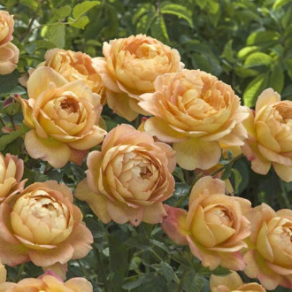 English Rose Lady of Shalott®, C5 obrázek 3