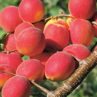 Meruňka Paroly obrázek 14