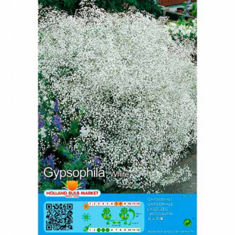 Gypsophila bílý obrázek 2