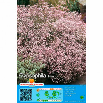Gypsophila růžový obrázek 6