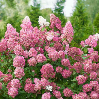 Hortenzie latnatá Pink Diamond, P9 obrázek 2