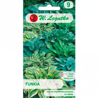 Hosta, směs obrázek 14