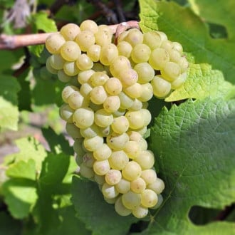 Vinná réva Pinot Blanc obrázek 3