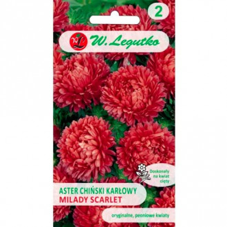 Hvězdnice čínská trpaslík Milady Scarlet