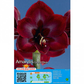 Hvězdník (Amaryllis) Grand Diva obrázek 1