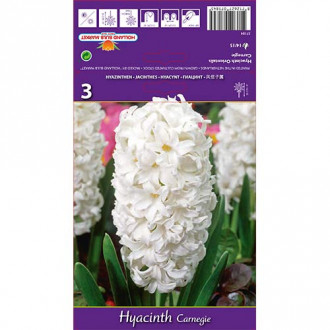 Hyacint Carnegie obrázek 2