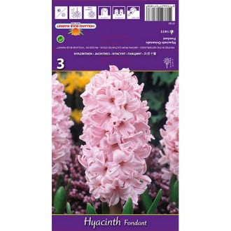 Hyacint Fondant obrázek 3