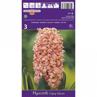 Hyacint Gipsy Queen obrázek 5