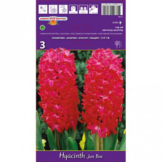 Hyacint Jan Bos obrázek 6
