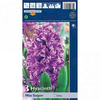 Hyacint Miss Saigon obrázek 1
