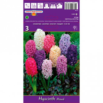 Hyacint Spring Palette, mix obrázek 6