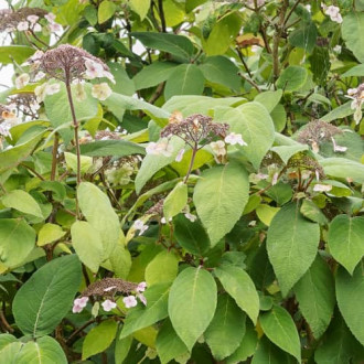 Hydrangea aspera Rosemary Foster, С2 fotografie 14 Hydrangea aspera Rosemary Foster, С2 obrázek 14