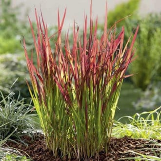 Imperata válcovitá Red Baron, C3 obrázek 1