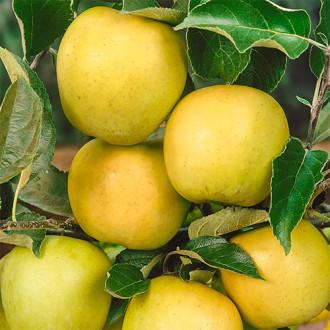 Jabloň Golden Reinders, C2 obrázek 3