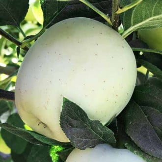 Jabloň Willow obrázek 17