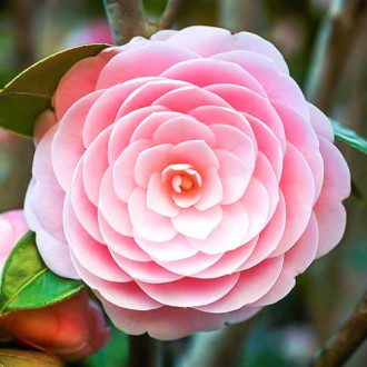 Kamélie japonská růžová obrázek 2