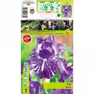 Kosatec německý Batik