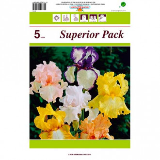 Kosatec německý, směs barev