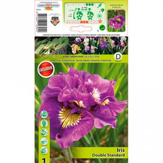 Kosatec sibiřský Double Standard