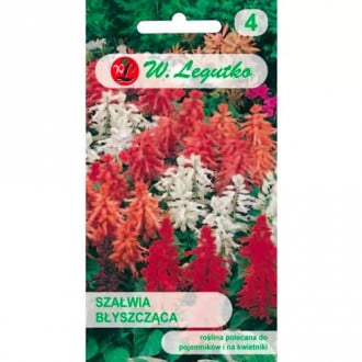 Lesklá šalvěj, promíchejte obrázek 14