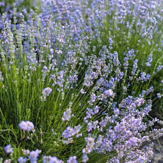Levandule úzkolistá Granny's Bouquet, P9 obrázek 6