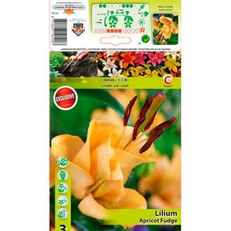 Lilie asijská plnokvětá Apricot Fudge obrázek 6