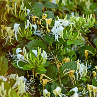 Lonicera periclymenum Graham Thomas, С2 fotografie 9 Lonicera periclymenum Graham Thomas, С2 obrázek 9