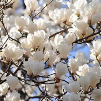 Magnolia Alba Superba, С2 obrázek 5