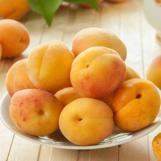 Meruňka Roy obrázek 13