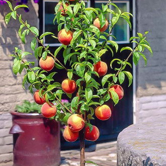 mini Broskvoň HoneyRed® obrázek 3