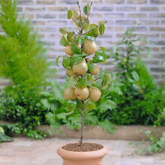 mini Hrušeň GardenPearl® obrázek 8