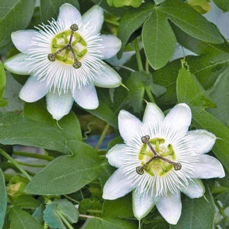 Mučenka White obrázek 4
