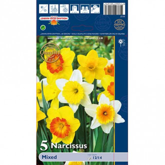 Narcis trubkovitý,mix obrázek 3