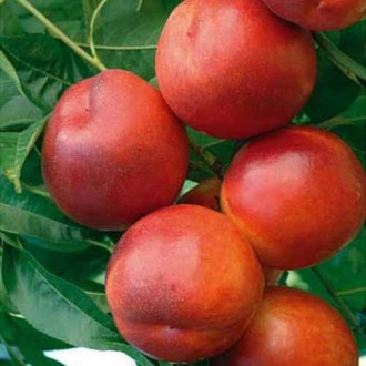 Nekrarinka Morsiani 90 fotografie 13 Nekrarinka Morsiani 90 obrázek 13