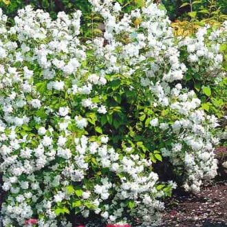 Nepravý jasmín Bouquet Blanc obrázek 4