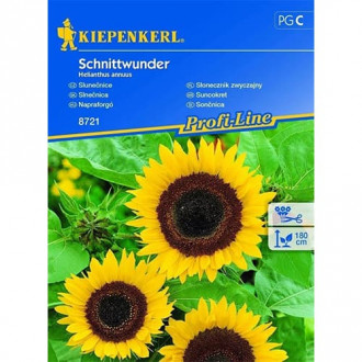 Okrasná slunečnice Schnittwunder obrázek 6