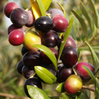 Olivovník Arbequina obrázek 6