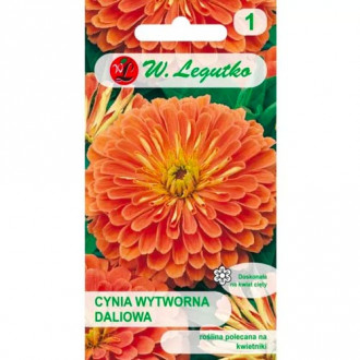 Ostálka sličná jiřinka Eldorado obrázek 12