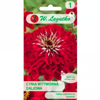 Ostálka sličná jiřinka Scarlet Flame obrázek 7